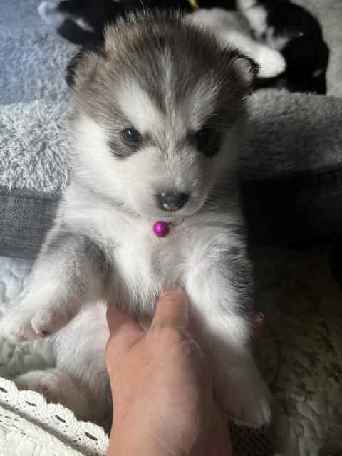 Alaskan Malamute puppies Purebred | Dogs & Puppies | Gumtree Australia ...