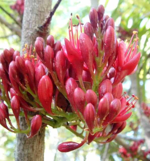 DRUNKEN PARROT PLANTS ADVANCED TREES IN GROWBAGS 3m4m, 4 SALE QLD OZ