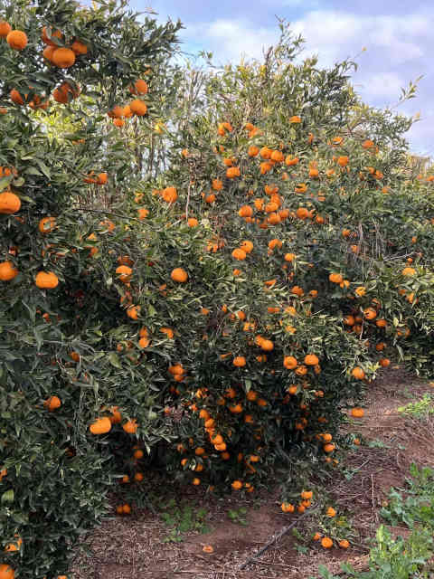 Orange Picking | Other | Gumtree Australia Mildura City - Mildura ...