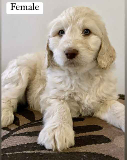 Labradoodle Puppies F1B!!! Dogs & Puppies Gumtree Australia Wodonga