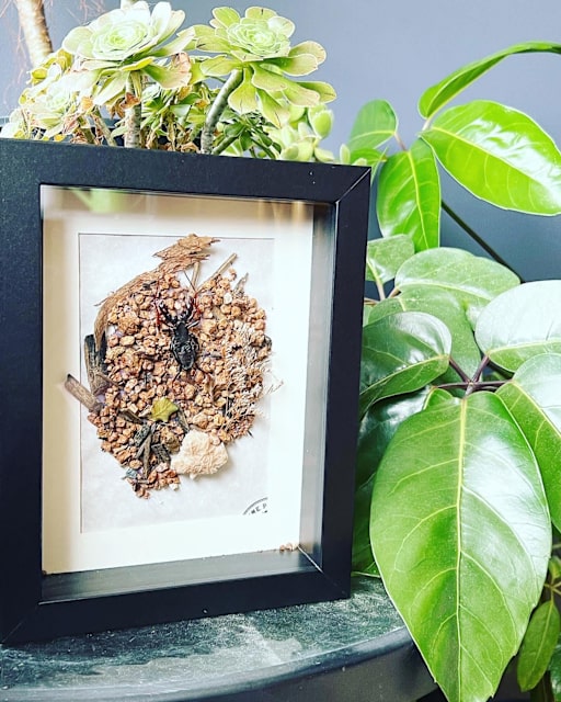 Thelyphonid whip scorpion shadow frame Other Home Decor Gumtree