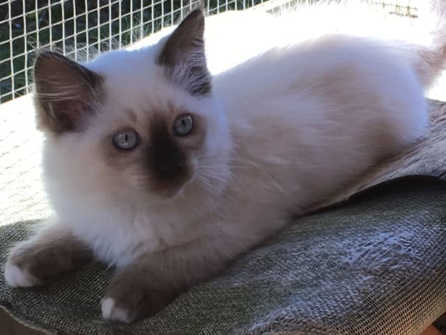 Ragdoll cats hot sale gumtree