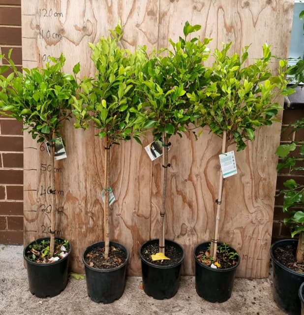 Nice and bushy 2ft ficus plant in 20cm pot Plants Gumtree