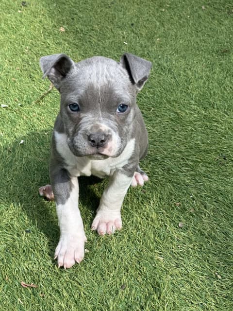 American bully puppies | Dogs & Puppies | Gumtree Australia Adelaide ...