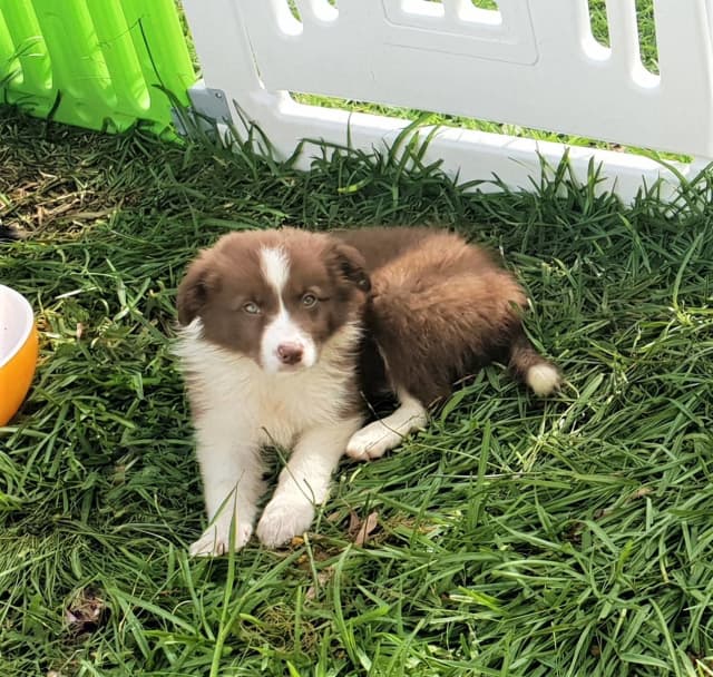 are border collie loyal