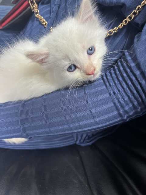 6 kittens for sale | Cats & Kittens | Gumtree Australia Logan Area ...