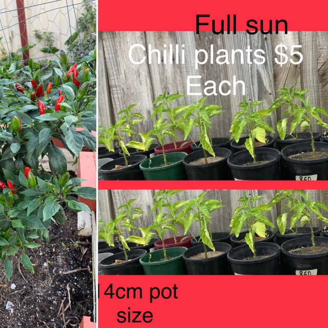 Chilli plants now available ready for planting in the garden. Plants