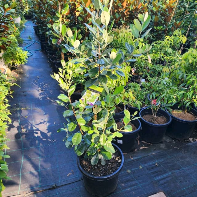 Feijoa / Pineapple Guava Fruit Tree in 330mm pot Plants Gumtree