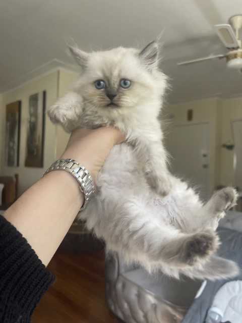 2 Ragdoll x Chinchilla kittens left for adoption | Cats & Kittens