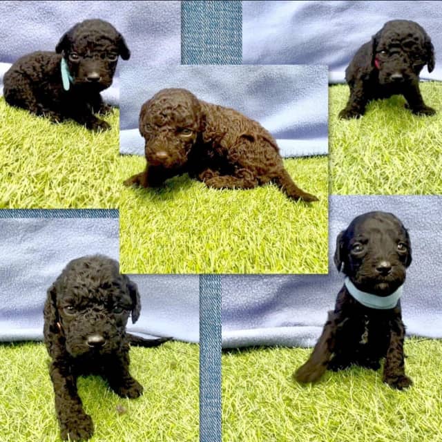 Expression of interest Mini cavoodles Other Community Gumtree