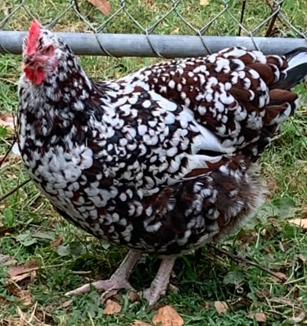 Fertile eggs heritage speckled hens beautiful docile | Livestock ...