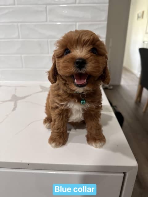 Cavoodle puppies for 2024 sale trading post