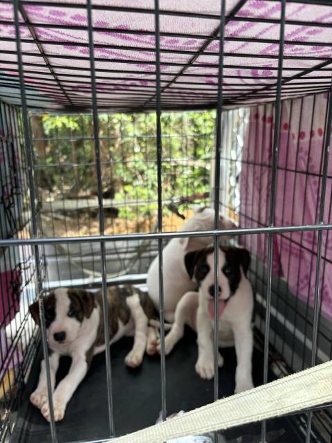 Amstaff pups | Dogs & Puppies | Gumtree Australia Gold Coast South ...