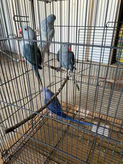 Parrots for sale | Birds | Gumtree Australia Darebin Area - Reservoir ...