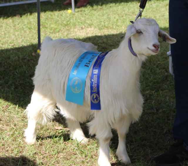 MINIATURE GOATS Kids & Does Livestock Gumtree Australia Tamworth