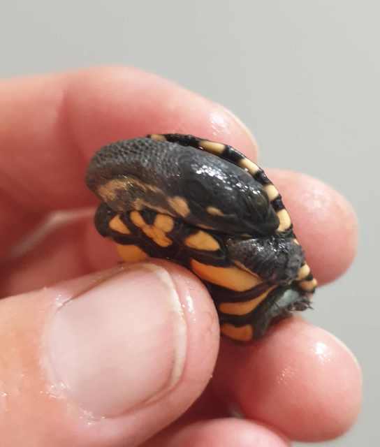 Baby Eastern Long Neck Turtles (private breeder) | Reptiles ...