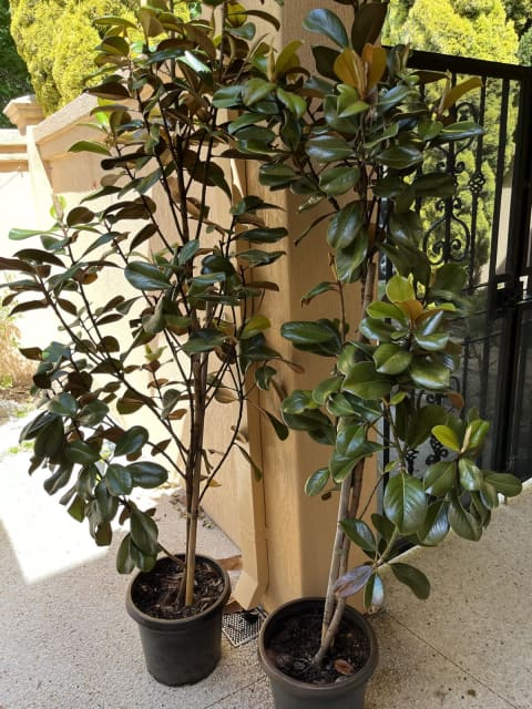2 x Magnolia Teddy Bear trees RRP $150 each | Plants | Gumtree Australia  Nedlands Area - Claremont | 1304056469