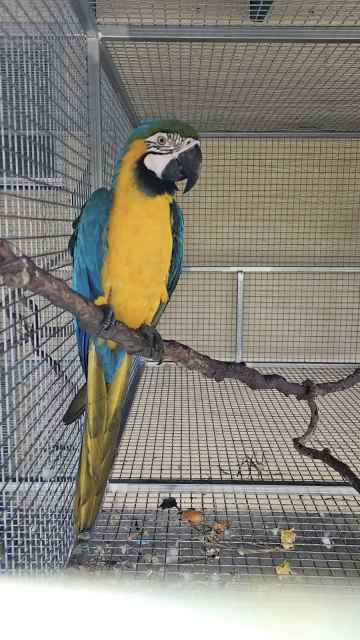 Blue & Gold Macaw Cock bird | Birds | Gumtree Australia Bundaberg ...