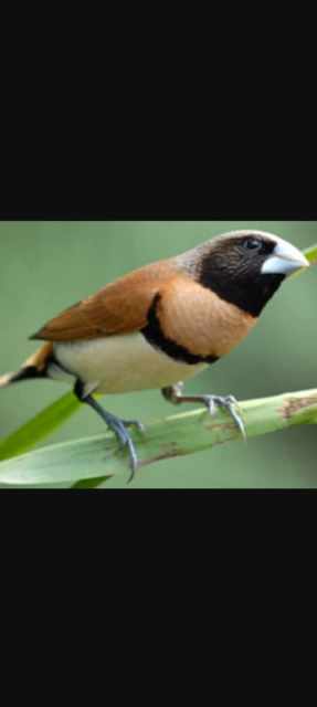 wanted a pair of chestnut manikins , bull finches | Birds | Gumtree ...