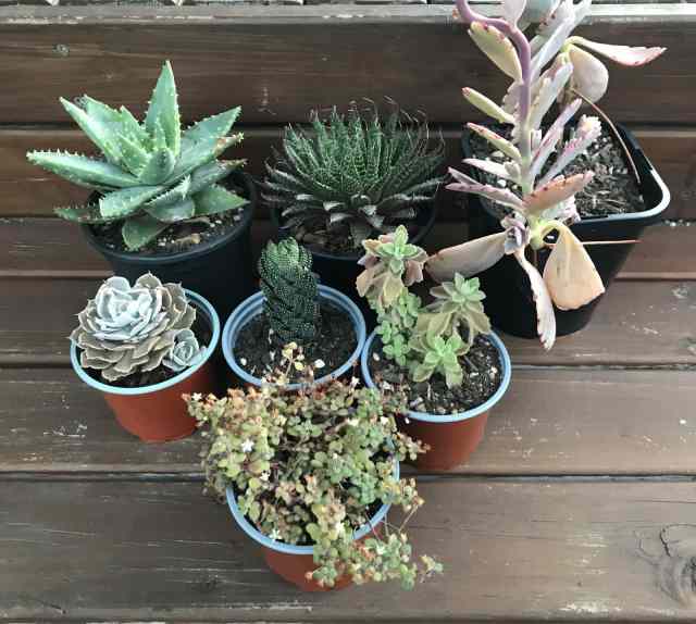 Mixed Lot of 7 Succulents Plants Gumtree Australia Shellharbour