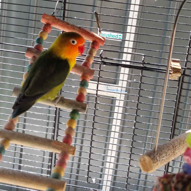 Fischer LoveBirds Birds Gumtree Australia Blacktown Area Mount