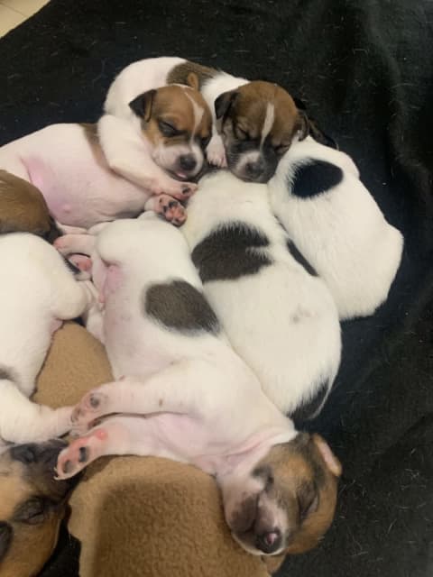 mini foxy x puppies for sale