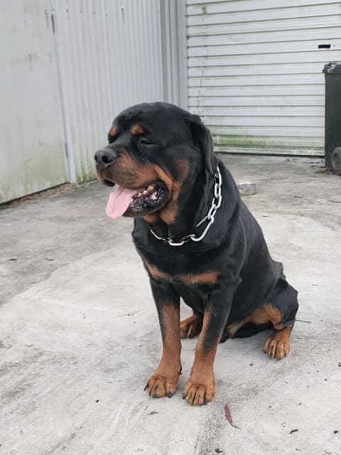 are rottweilers born with long tails