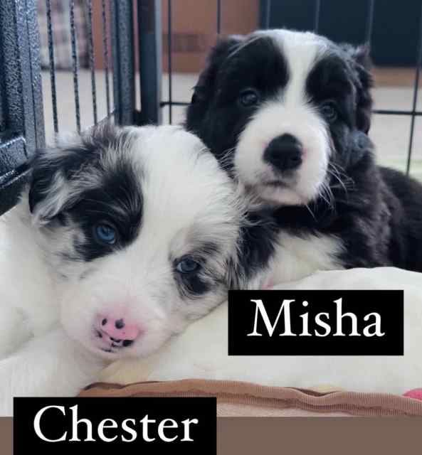 Purebred Border Collie puppies Dogs & Puppies Gumtree Australia