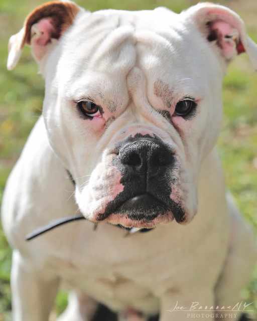 Aussie Bulldog Free to a good home ( 11 years old ) | Dogs & Puppies ...