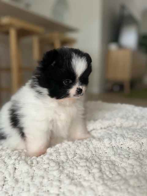 Pomeranian puppy for sale | Dogs & Puppies | Gumtree Australia Wyong ...