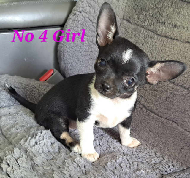 Pruebred Chihuahua Puppies Dogs & Puppies Gumtree Australia Dalby