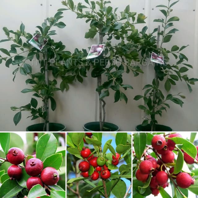 Strawberry Cherry Guava Fruit Trees Plants FROM 35 Plants Gumtree