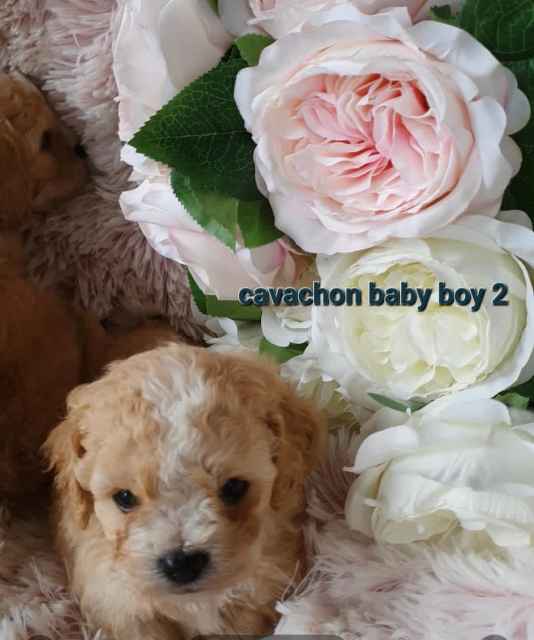 Cavachon puppies 2🎀2🎗🎬attached Dogs & Puppies Gumtree