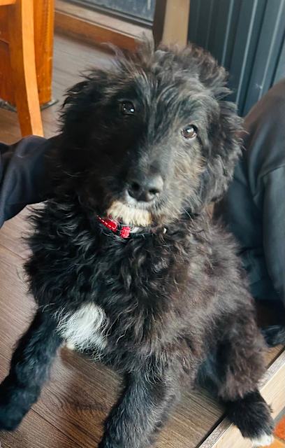 Tri Colour Bordoodle STANDARD BORDOODLE PUPPY'S First Generation