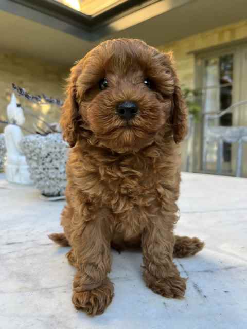 Ruby Red Female Toy Cavoodle Puppy - F1b | Dogs & Puppies | Gumtree ...