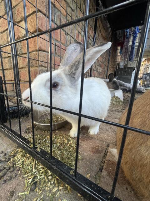 rabbits/ bunnies free to good home | Rabbits | Gumtree Australia Gawler ...