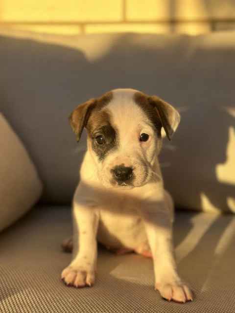 English Staffy x American Bulldog Puppies | Dogs & Puppies | Gumtree ...