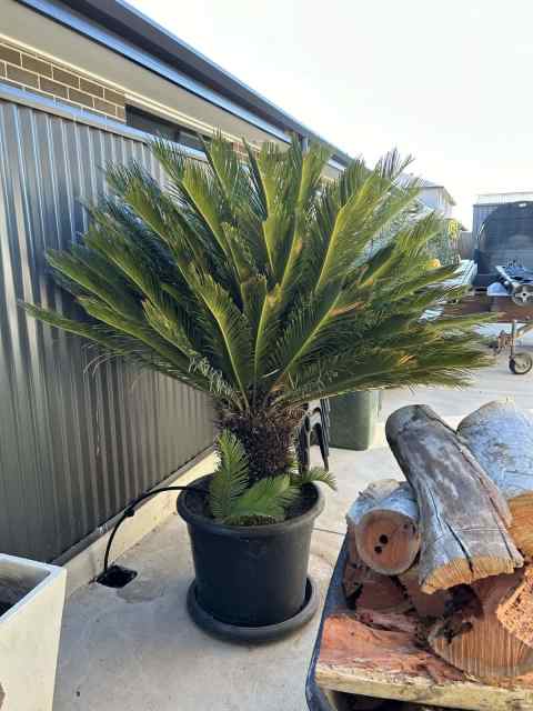 Large Cycad In Pot 1400H - Plants in Buckland Park SA | Gumtree Australia