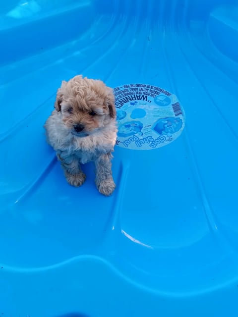 teacup poodle gumtree