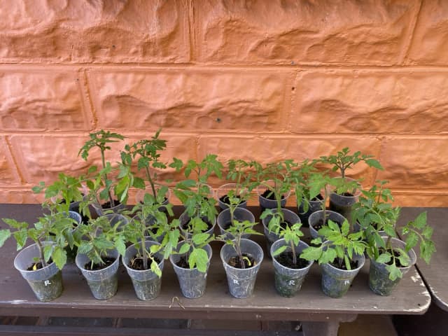 Tomato plants Roma | Plants | Gumtree Australia Launceston Area ...