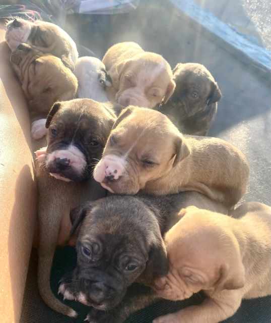 Lots of Adorable Puppies Dogs & Puppies Gumtree Australia Yeppoon