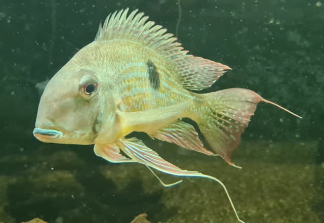 horseface cichlid