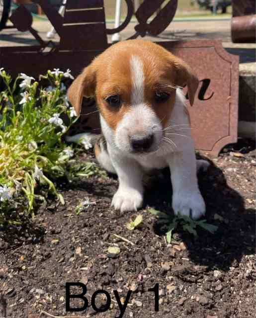Jack Russell puppies Dogs & Puppies Gumtree Australia Toowoomba