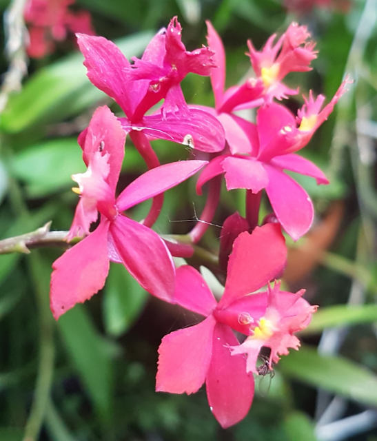 Epidendrum radicans orchid keiki/offshoot red Plants Gumtree