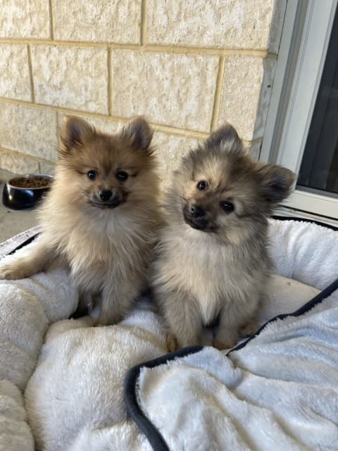 gumtree toy pom puppies