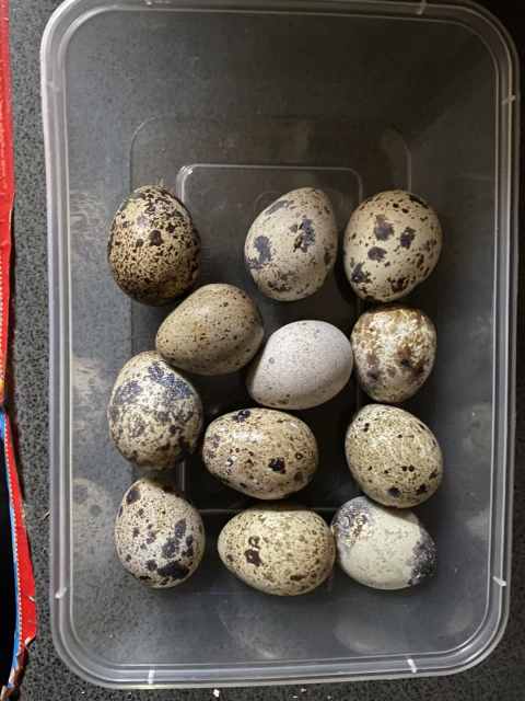 quail eggs for hatching for sale near me