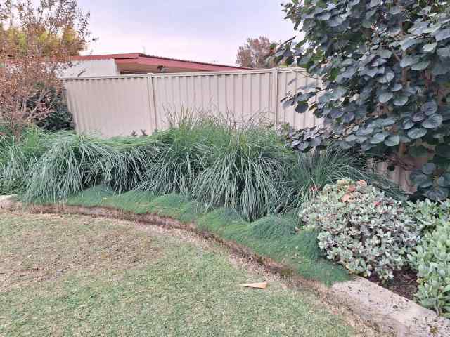 Lomandra Nyalla x 7 FREE!! - Plants in Como WA | Gumtree Australia