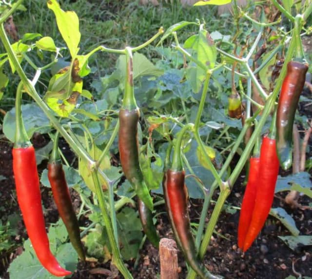 Hot Chilli Seeds Cayenne Chilli Seeds Heirloom Pepper Seed Organic20 