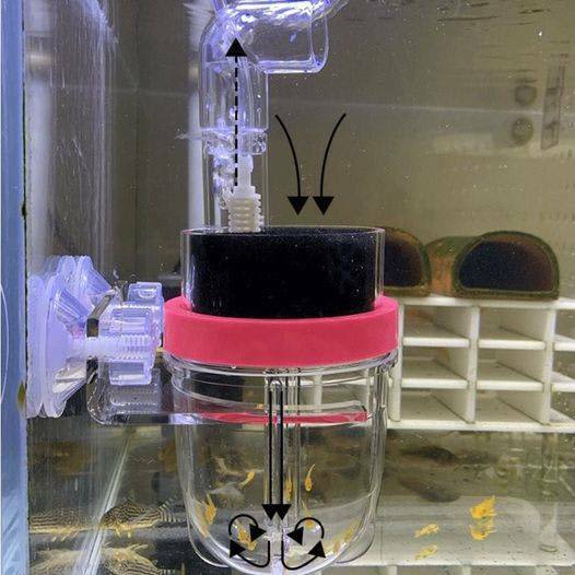 Cichlid/Frontosa Big Breeding Box Tumbler Aquarium New Born Fish Isola