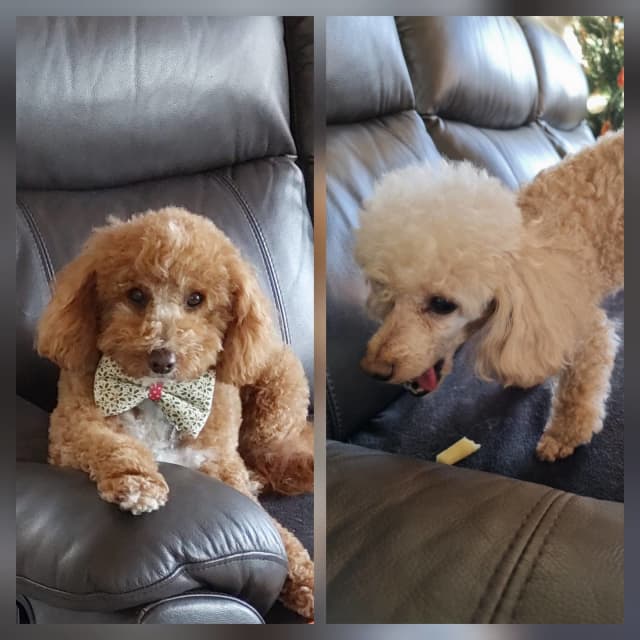 Dog sitting at Sitter Home Rowville Sitting Gumtree Australia Knox